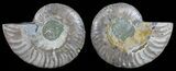 Polished Ammonite Pair - Agatized #59440-1